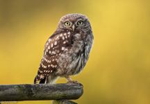 Steinkauz Ernsthausen